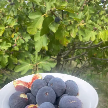 Aroma Përmet