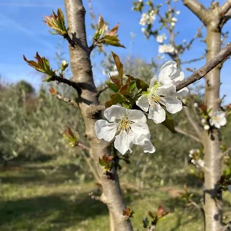Aroma Përmet